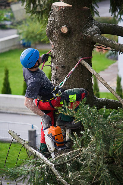 Seasonal Cleanup (Spring/Fall) in West Milton, OH